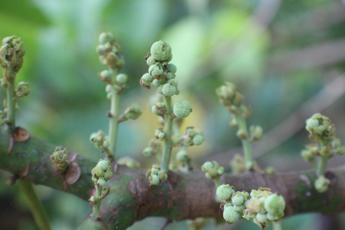 Macaranga peltata (Roxb.) Müll.Arg.